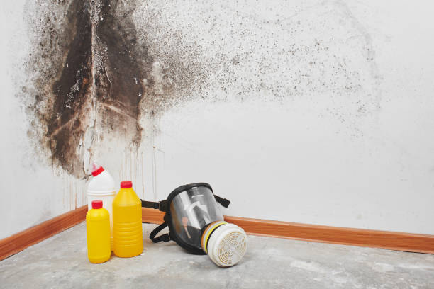 Best Professional Mold Removal  in Menifee, CA