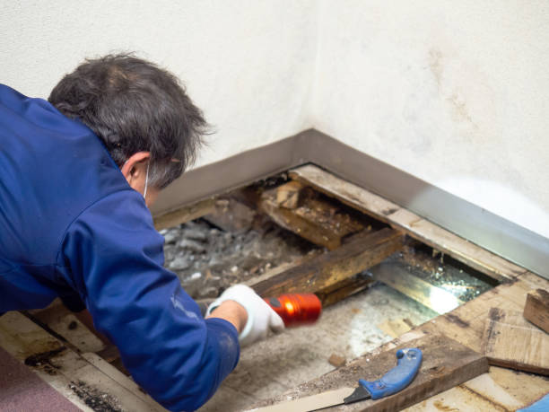 Best Office Mold Removal Services  in Menifee, CA