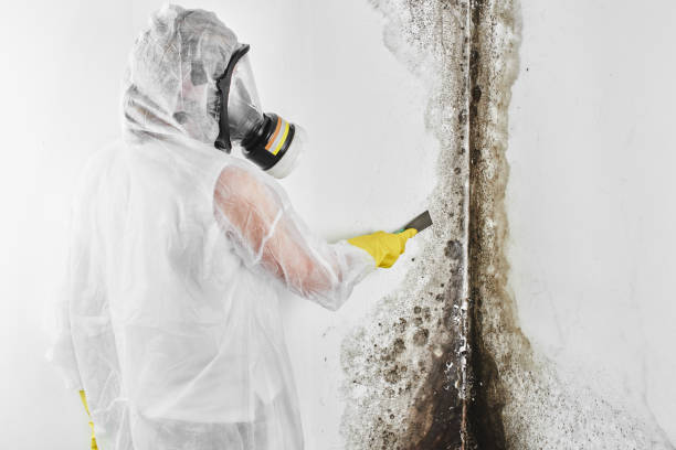Best Mold Removal Company Near Me  in Menifee, CA