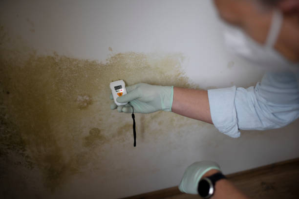 Professional Mold Removal in Menifee, CA