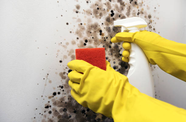 Best Mold Inspection  in Menifee, CA