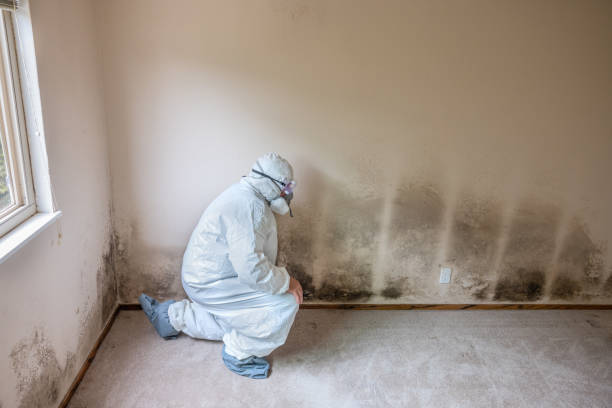 Best Certified Mold Removal  in Menifee, CA