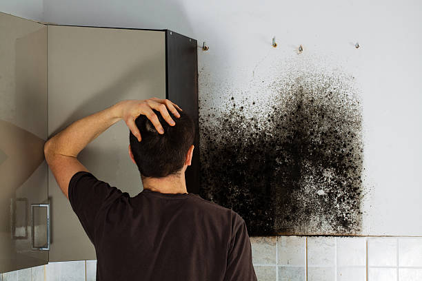 Best Mold Damage Repair  in Menifee, CA