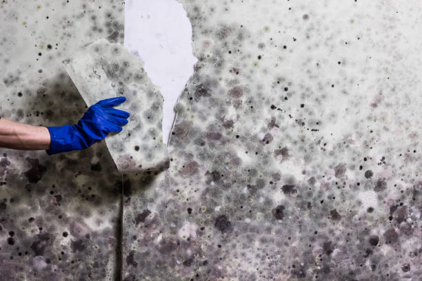 Best Commercial Mold Removal  in Menifee, CA